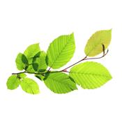 Carpinus Betulus-Buche, hain-, Knospen Glycerinmazerat BIO