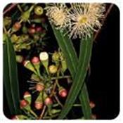 Ätherisches Öl Eukalyptus radiata - Eucalyptus radiata ssp radiata BIO