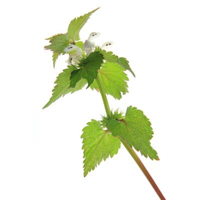 Lamium Album-Weiße Taubnessel, Urtinktur oder Pflanzenextrakt BIO