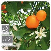 Ätherisches Öl Mandarine - Citrus Reticulata BIO