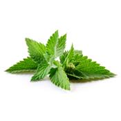 Melissa Officinalis-Citronelle, Urtinktur oder Pflanzenextrakt BIO