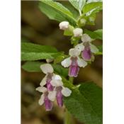 Melittis Melissophyllum-Bienensaug, Urtinktur oder Pflanzenextrakt BIO