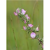Ononis Spinosa-Heuhechel, dorniger, Urtinktur oder Pflanzenextrakt BIO