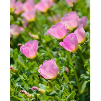 Portulacca Oleracea, Urtinktur oder Pflanzenextrakt BIO