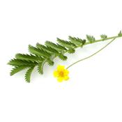 Potentilla Anserina-Fingerkraut, gänse, Urtinktur oder Pflanzenextrakt BIO