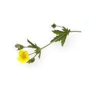 Potentilla Tormentilla, Urtinktur oder Pflanzenextrakt BIO