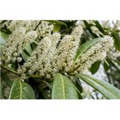 Prunus Laurocerasus-Kirshlorber, Urtinktur oder Pflanzenextrakt BIO