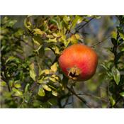 Punica Granatum-Granatapfel, Urtinktur oder Pflanzenextrakt BIO