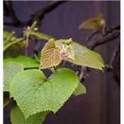 Ampelopsis veitchii-, Knospen Glycerinmazerat BIO