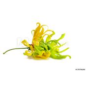 Ätherisches Öl Ylang-Ylang - Cananga Odorata BIO