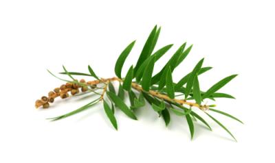 Ätherisches Öl Teebaum - Melaleuca Alternifolia BIO
