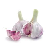 Allium Sativum-Knoblauch, Urtinktur oder Pflanzenextrakt BIO