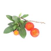 Arbutus Unedo-Erdbeerbaum, (westlicher), Urtinktur oder Pflanzenextrakt BIO