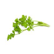 Apium Graveolens-Echter Sellerie, Urtinktur oder Pflanzenextrakt BIO