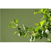 Alnus Glutinosa-Schwarzerle, Knospen Glycerinmazerat BIO