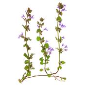 Ajuga Reptans-Gugelkraut, Urtinktur oder Pflanzenextrakt BIO