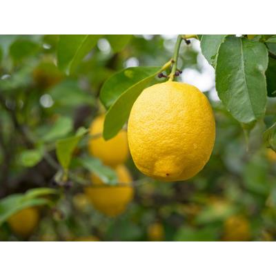 Ätherisches Öl Zitrone - Citrus Limon BIO