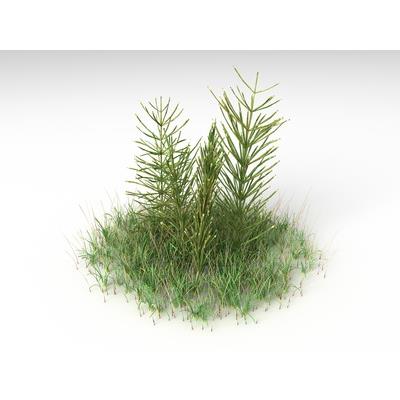 Equisetum Arvense-Duwok, Urtinktur oder Pflanzenextrakt BIO