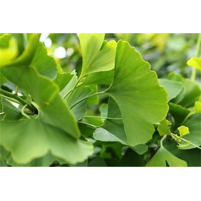 Ginkgo Biloba-Gingko, Urtinktur oder Pflanzenextrakt BIO