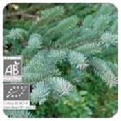 Ätherisches Öl Schwarzfichte - Picea mariana BIO