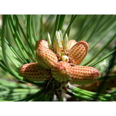 Pinus Montana-Bergföhre, Knospen Glycerinmazerat BIO