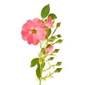 Rosa Canina-Hagebutte, Knospen Glycerinmazerat BIO