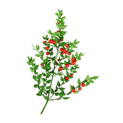 Ruscus Aculeatus-Mäusedorn, stechender, Urtinktur oder Pflanzenextrakt BIO