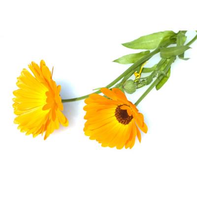 Calendula Officinalis-Ringelblume, gebräuchliche, Urtinktur oder Pflanzenextrakt BIO