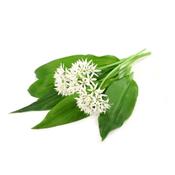Allium Ursinum-Bärenlauch, Urtinktur oder Pflanzenextrakt BIO