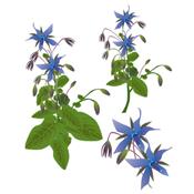 Borrago Officinalis, Urtinktur oder Pflanzenextrakt BIO