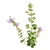 Calamintha Officinalis, Urtinktur oder Pflanzenextrakt BIO