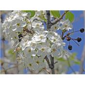 Cerasus Vulgaris, Urtinktur oder Pflanzenextrakt BIO