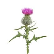 Carduus Marianus-Mariendistel, Urtinktur oder Pflanzenextrakt BIO