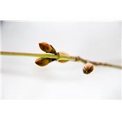 Cornus sanguinea-Blutrute, Knospen Glycerinmazerat BIO
