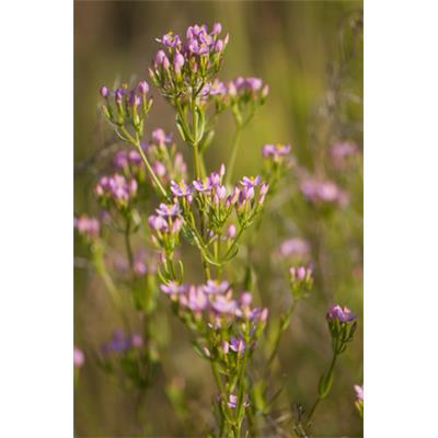 Erythraea Centaurium, Urtinktur oder Pflanzenextrakt BIO