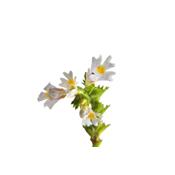 Euphrasia Officinalis, Urtinktur oder Pflanzenextrakt BIO