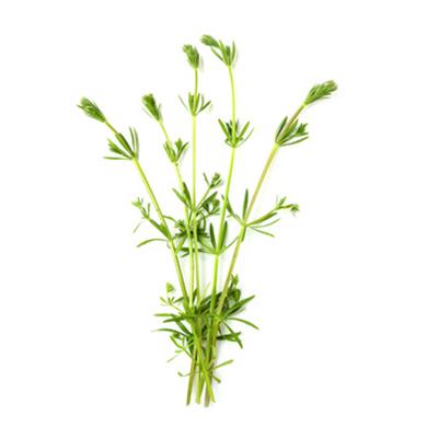 Galium Aparine-Klebkraut, Urtinktur oder Pflanzenextrakt BIO