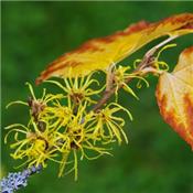 Hamamelis Virginiana-Zauberstrauch, virginischer, Urtinktur oder Pflanzenextrakt BIO