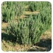 Ätherisches Öl Rosmarin ct. cineol - Rosmarinus officinalis ct cineole BIO