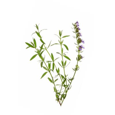 Hyssopus Officinalis-Essigkraut, Urtinktur oder Pflanzenextrakt BIO
