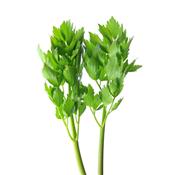 Levisticum Officinale-Badekraut, Urtinktur oder Pflanzenextrakt BIO