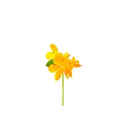 Lotus Corniculatus-Frauenschühlein, Urtinktur oder Pflanzenextrakt BIO