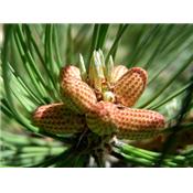 Pinus Montana-Bergföhre, Knospen Glycerinmazerat BIO