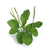 Plantago Major-Wegebreit, grosser, Urtinktur oder Pflanzenextrakt BIO