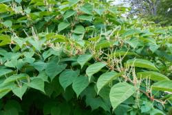 Polygonum cuspidatum , Urtinktur oder Pflanzenextrakt BIO