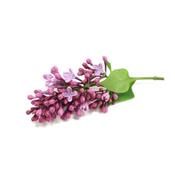 Syringa Vulgaris-Flieder, gemeiner, Knospen Glycerinmazerat BIO