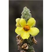 Verbascum Thapsus-Kleinblütige Königskerze, Urtinktur oder Pflanzenextrakt BIO