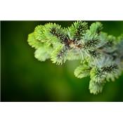 Abies Pectinata-Tanne Pektin, Urtinktur oder Pflanzenextrakt BIO