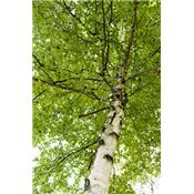 Betula Pubescens-Birke, duftende, Knospen Glycerinmazerat BIO