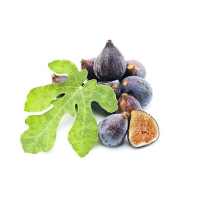 Ficus Carica-Feige, Knospen Glycerinmazerat BIO